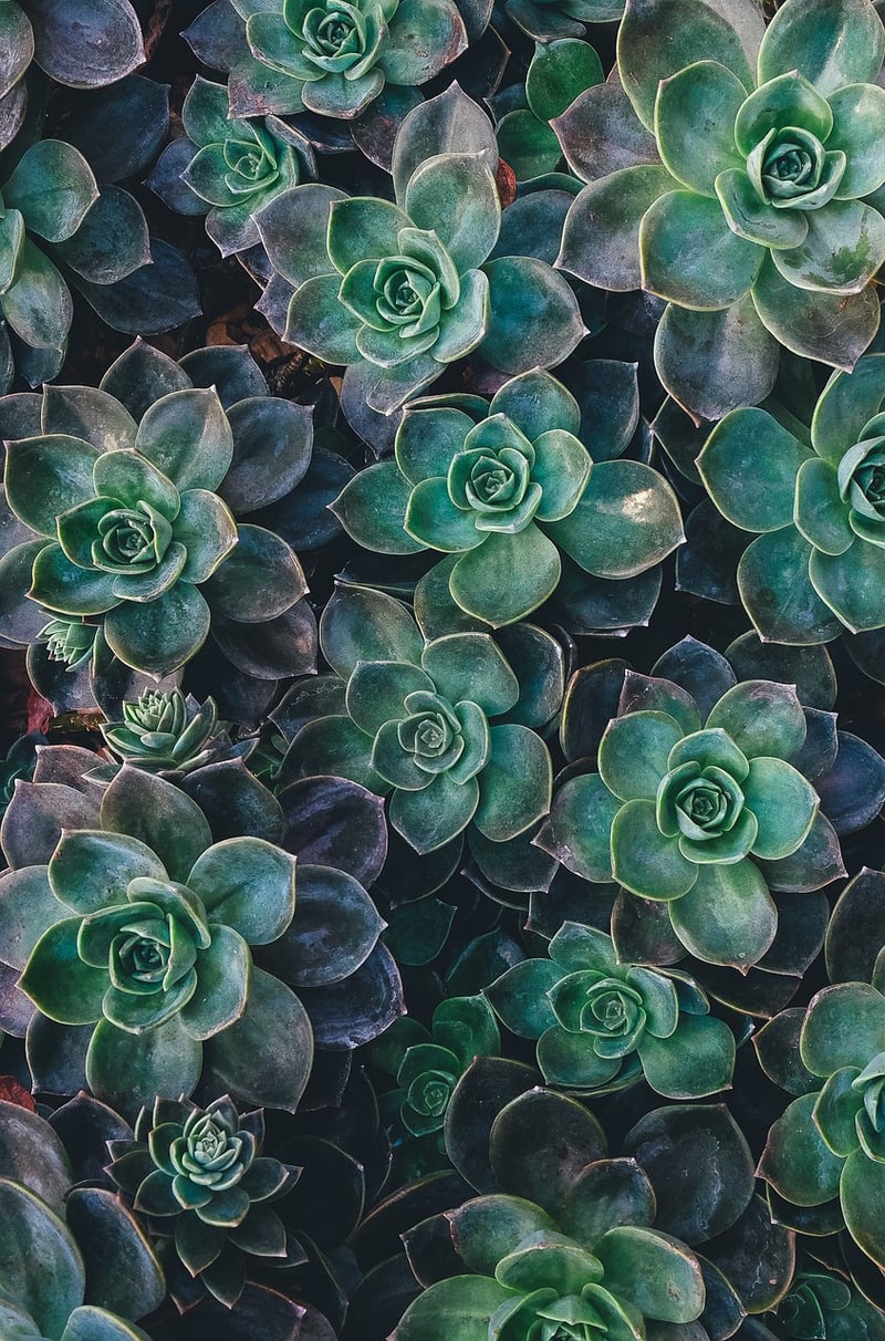 Succulent plant