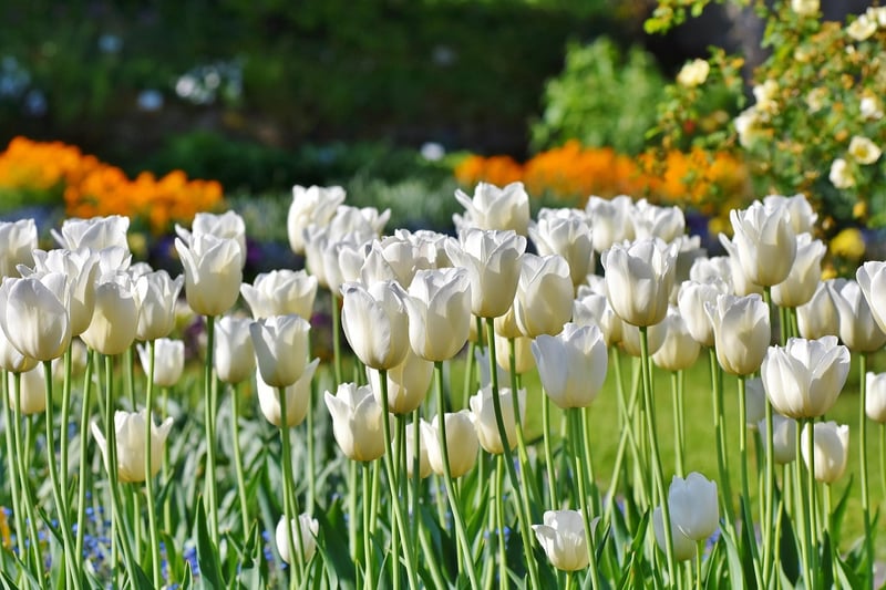 Spring Flowers